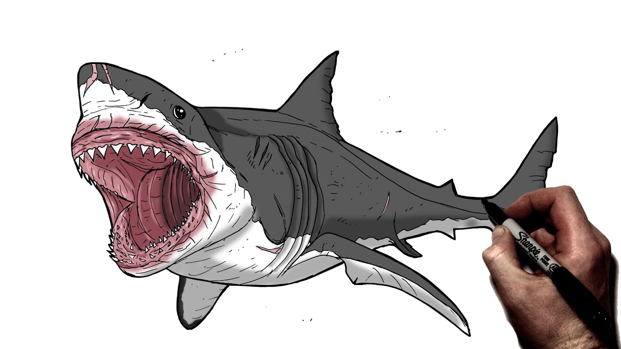 draw megalodon