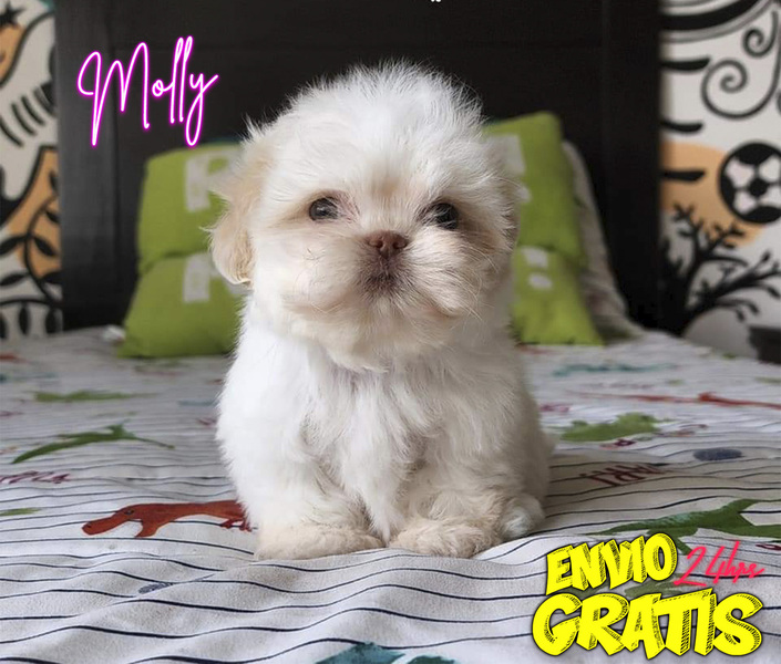 shih tzu cachorros venta