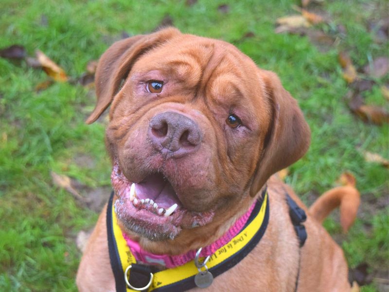 dogue de bordeaux rescue uk