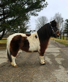 ponies for sale in ohio