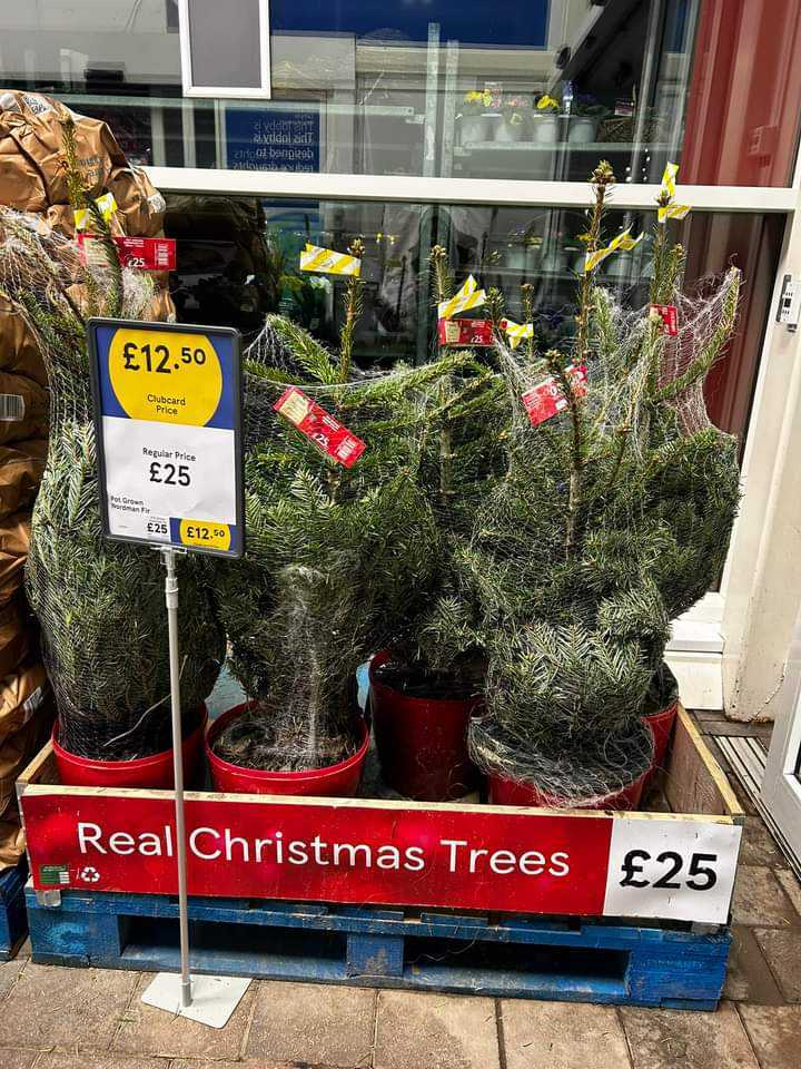 potted christmas tree tesco