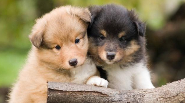 sheltie breeders puppies for sale