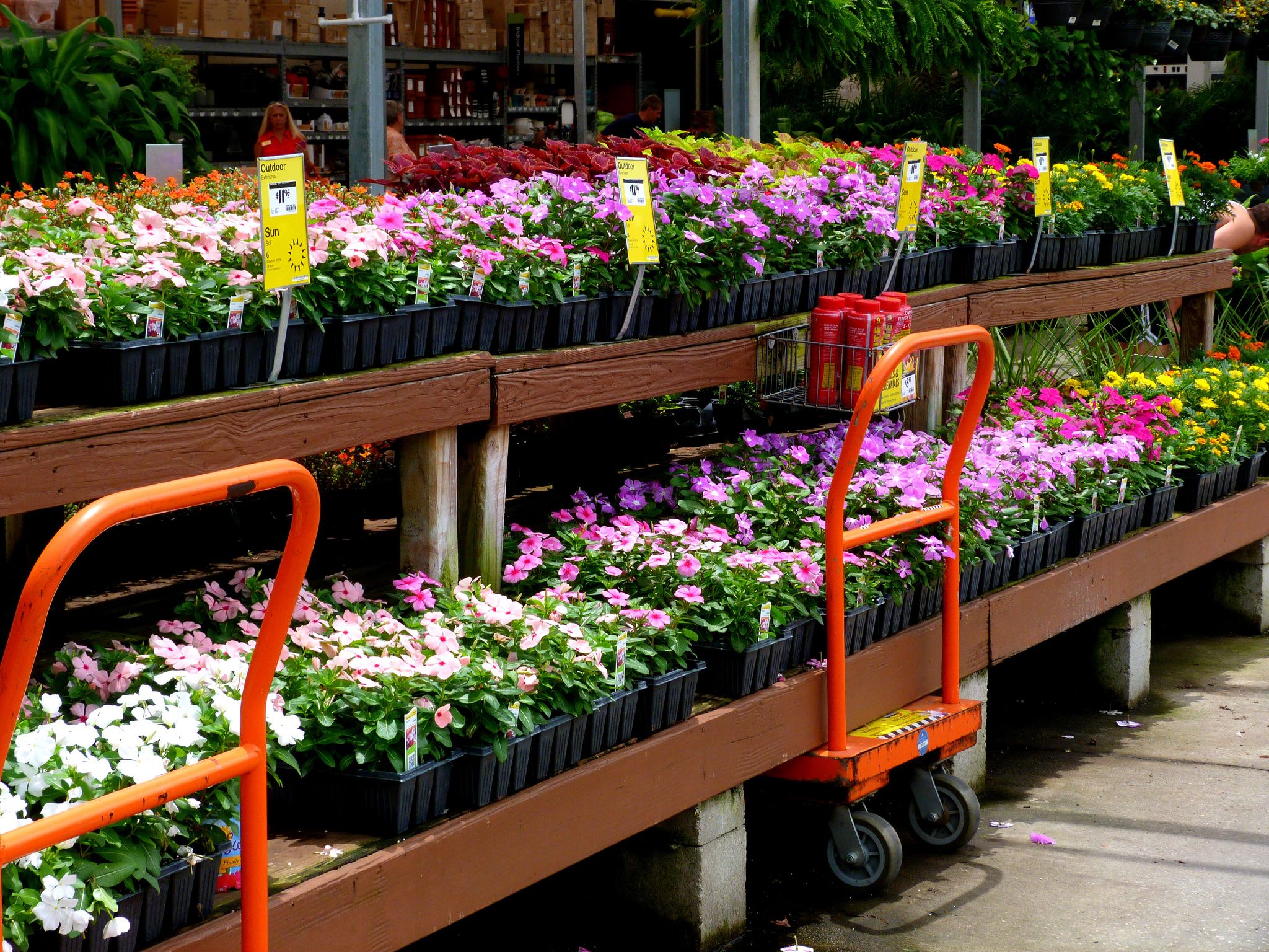 home depot plants