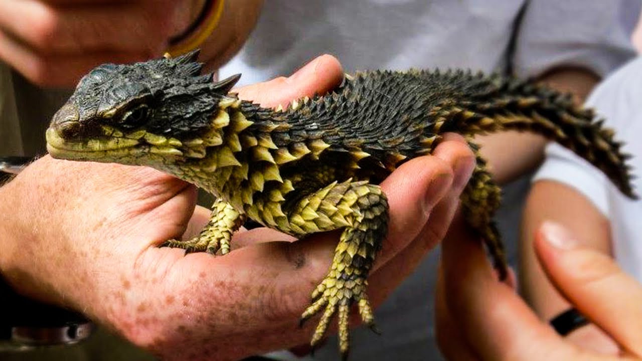 dragon irl