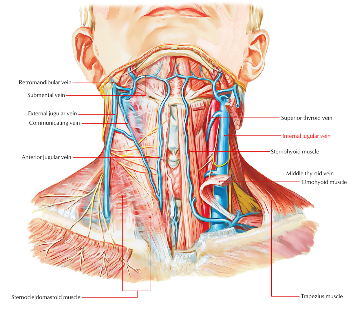 where is the jugular vein