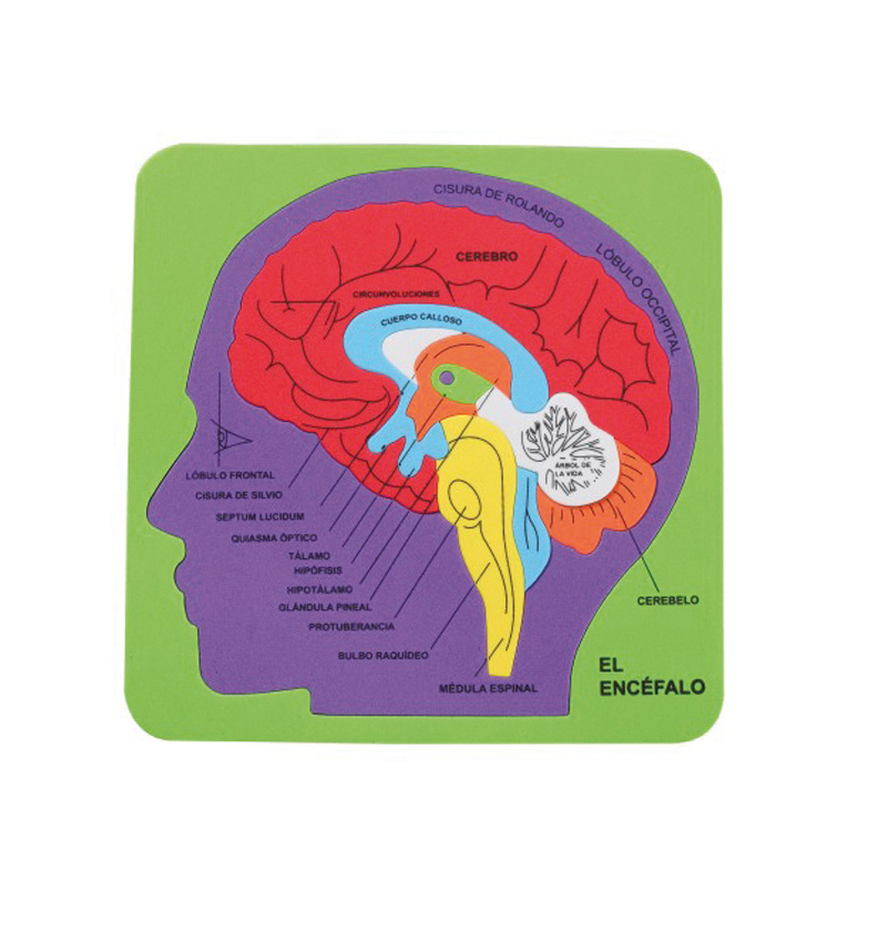 como hacer un cerebro con goma eva