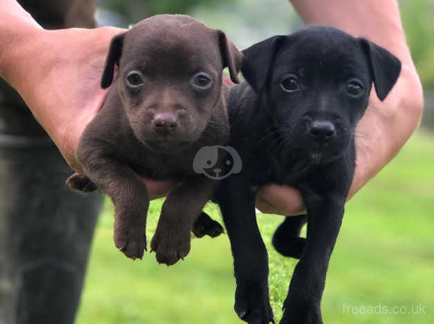 patterdale puppies