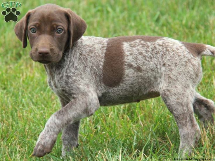 pointer puppies