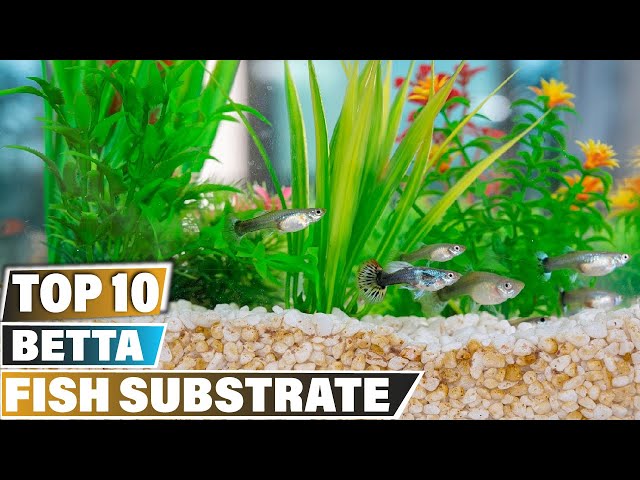 best substrate for betta fish