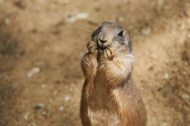 prairie dog yahoo