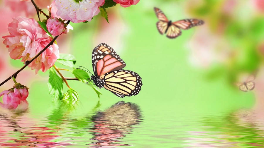 butterfly pc wallpaper