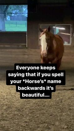 horse memes