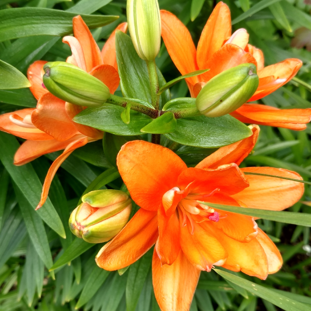 tiny double dutch lily care