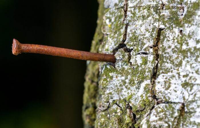 killing tree stumps copper nails