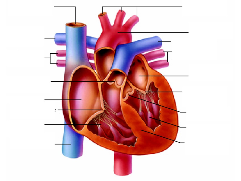 heart diagram unlabeled