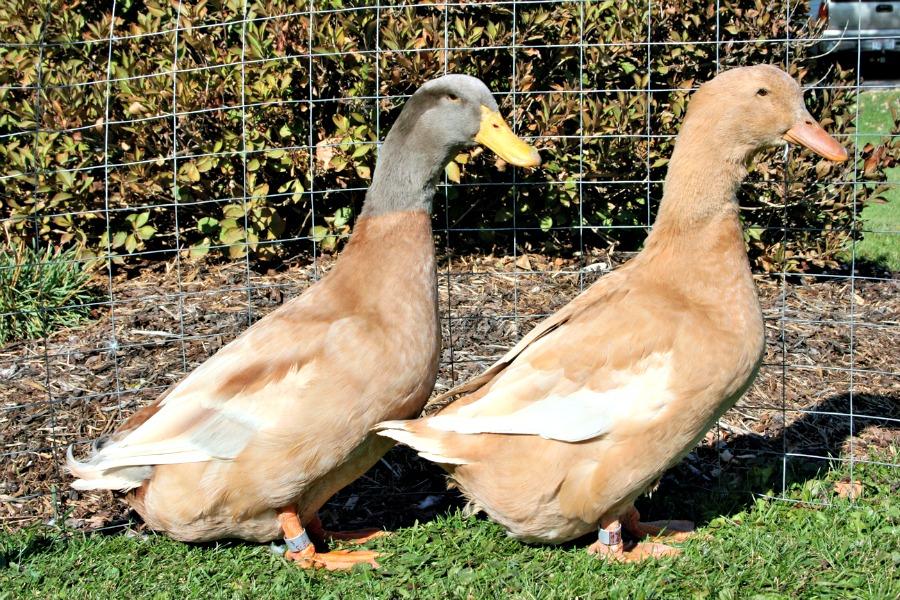 buff duck breed