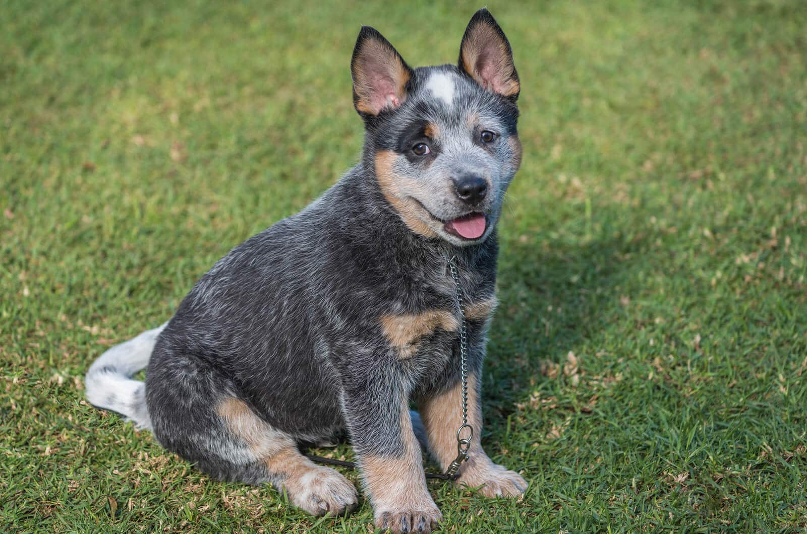 weight of a blue heeler