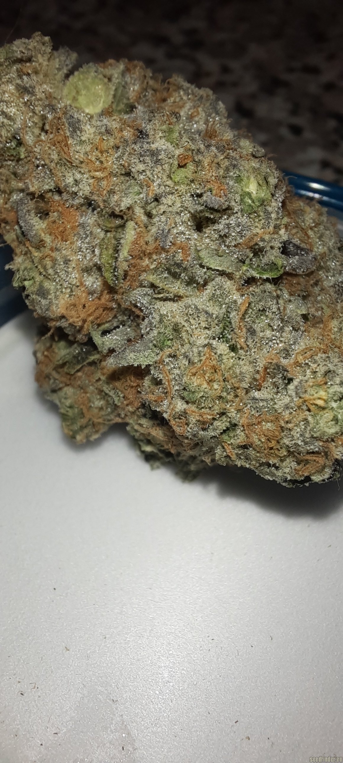 galaxy runtz strain