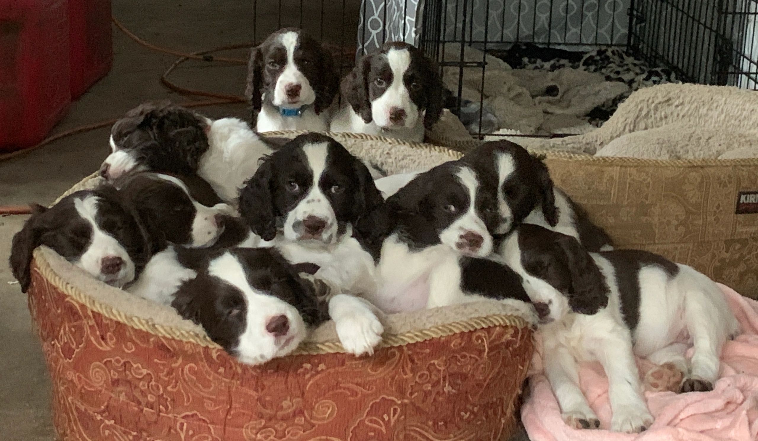 show springer spaniels for sale