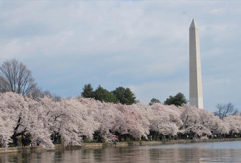 clima washington dc agosto