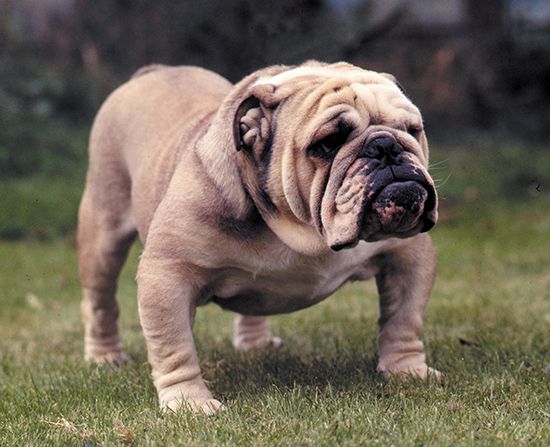 pictures of bull dog