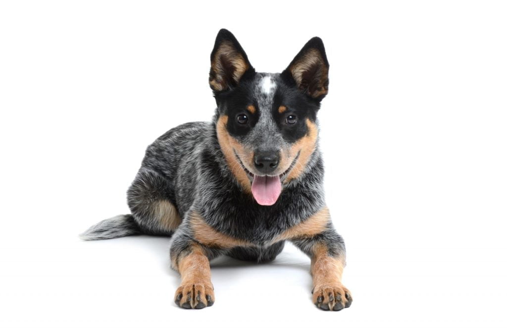 cattle dog te koop