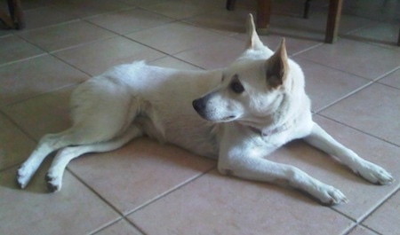 canaan dog mix