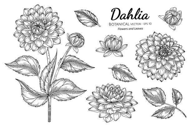 dahlia flower vector