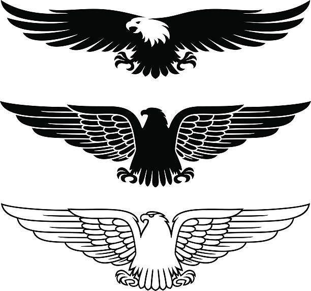 eagle vector illustration