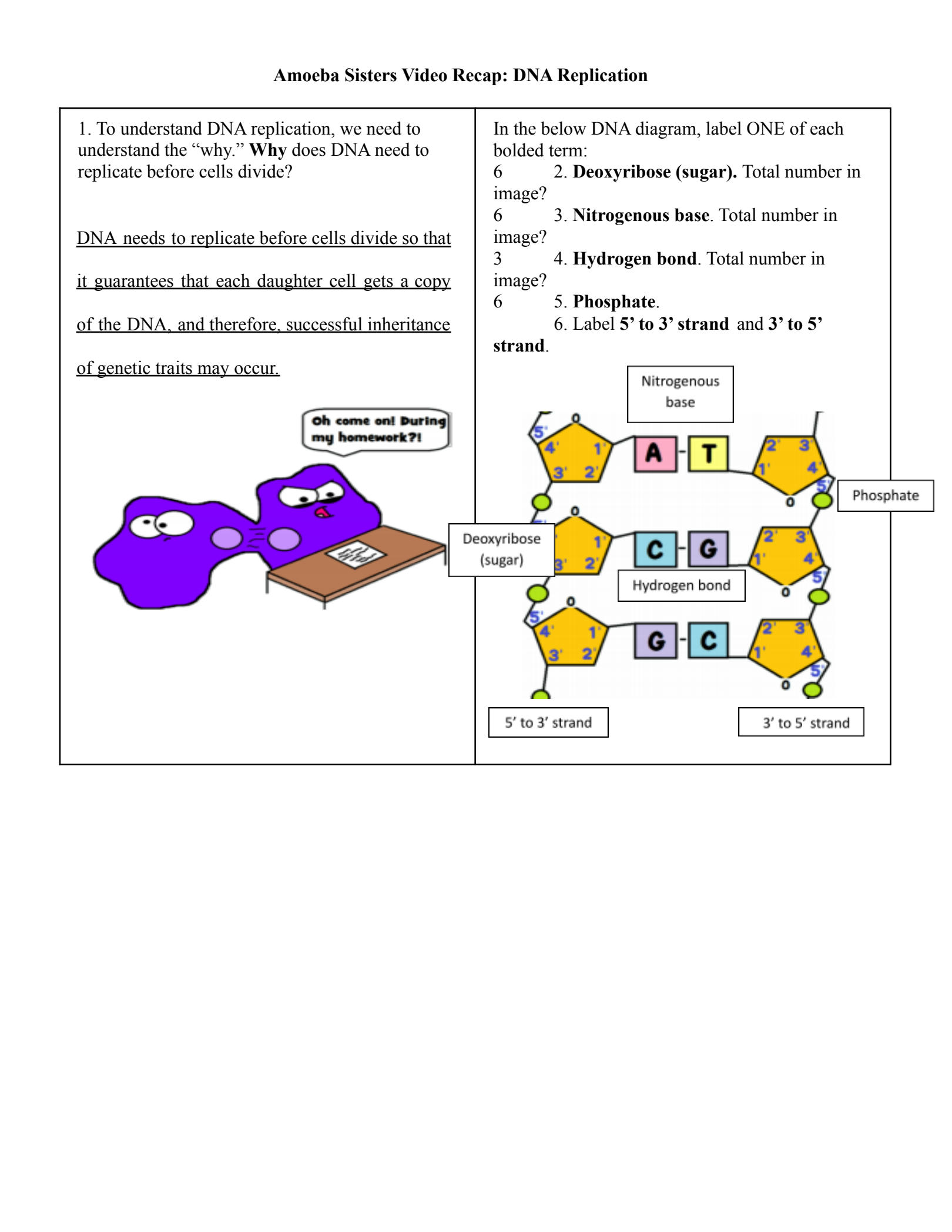 amoeba sisters dna replication