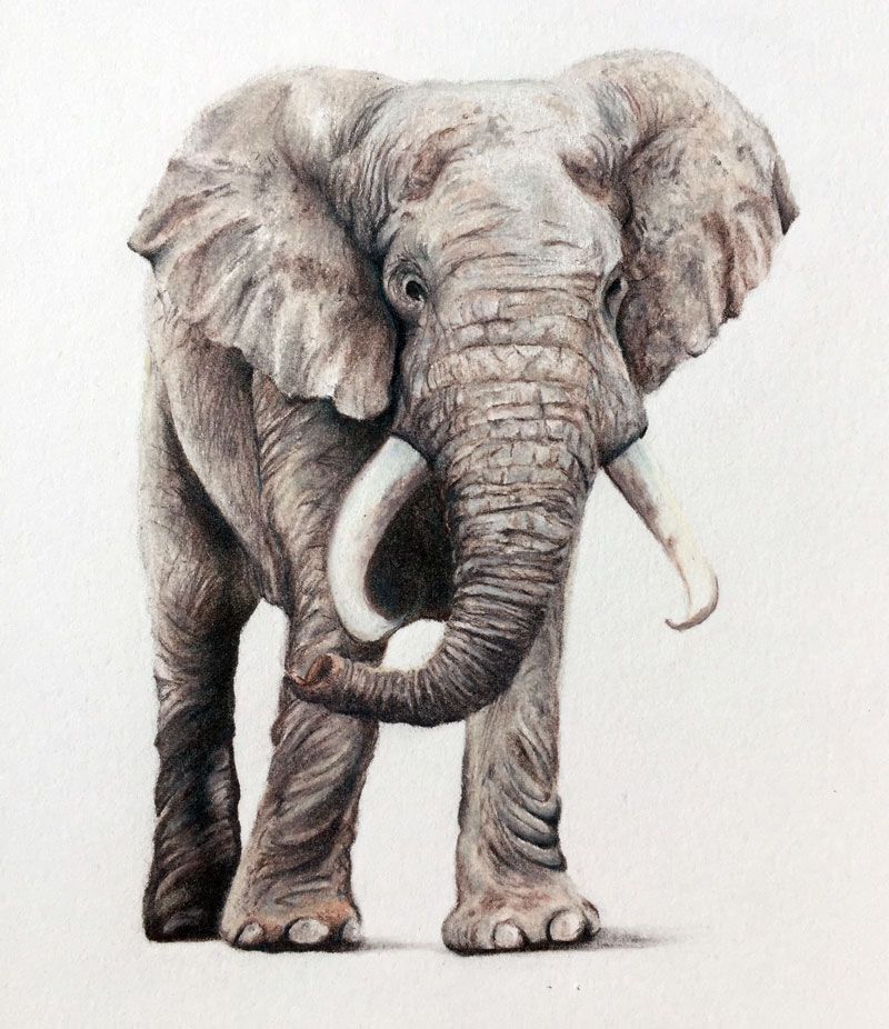 elephant color drawing