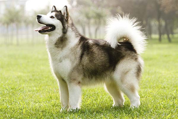 alaskan malamutes for sale