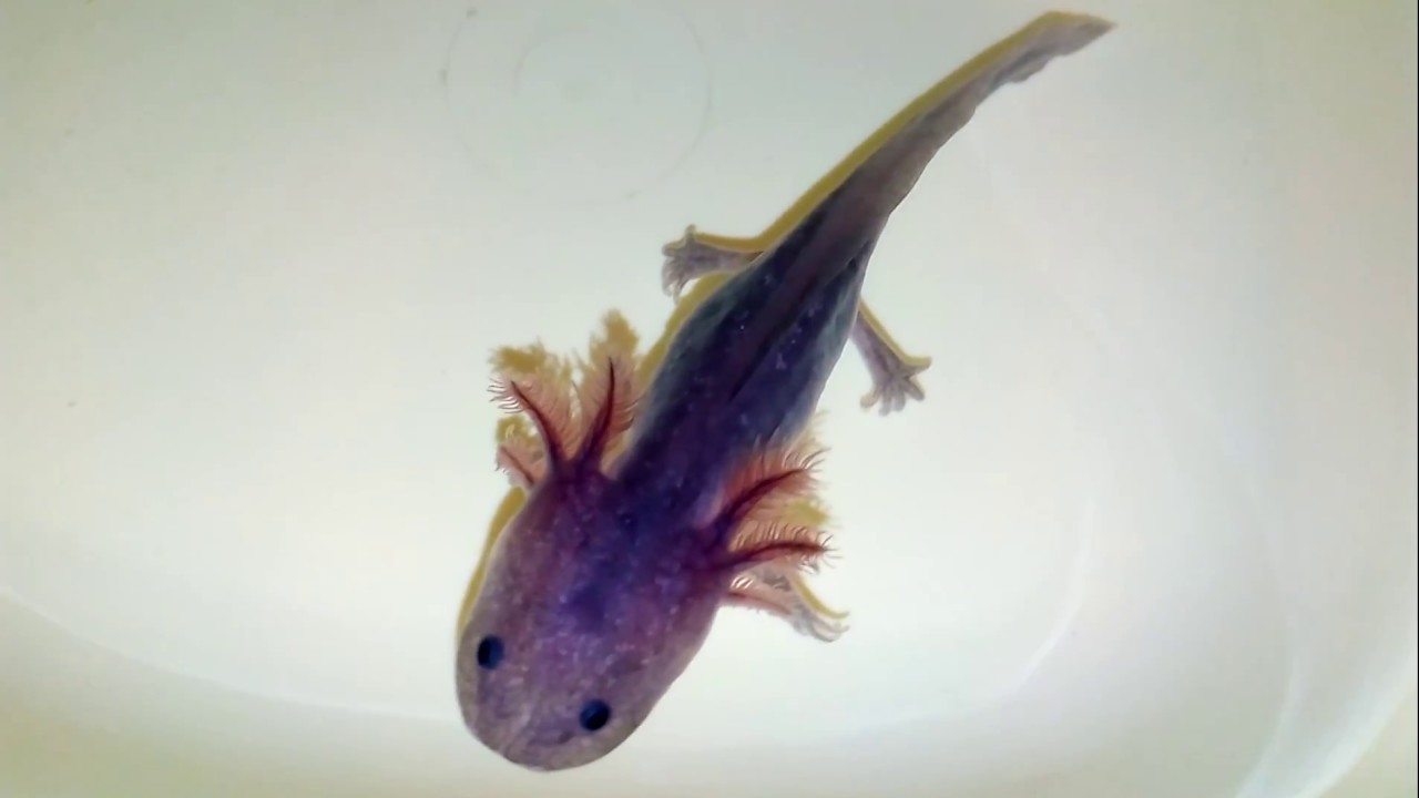 lavender blue axolotl