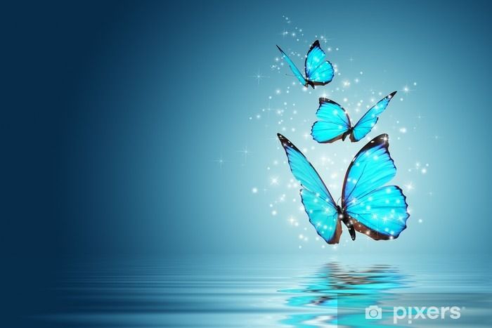 beautiful blue butterfly wallpaper