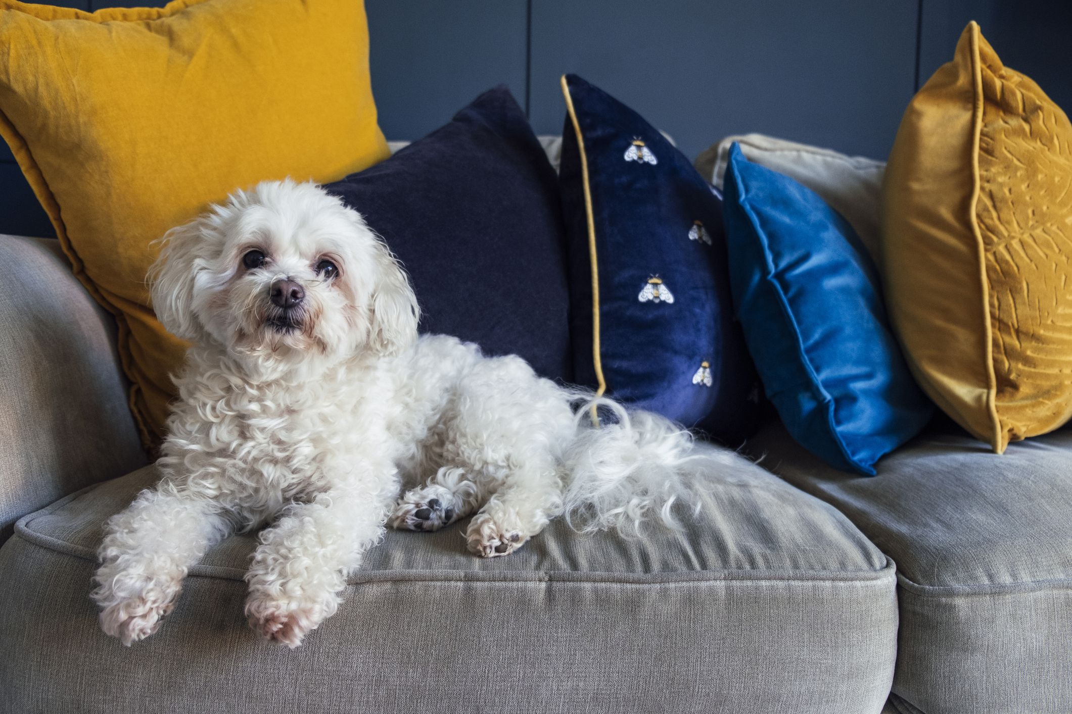 shih tzu crossed with poodle