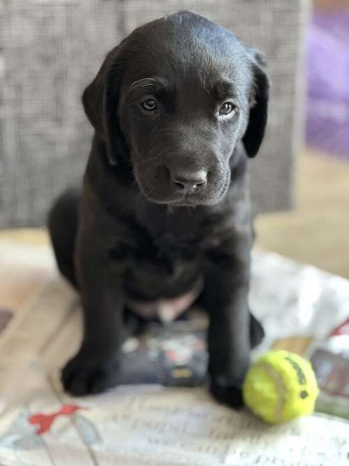 labrador puppies for sale in cardiff