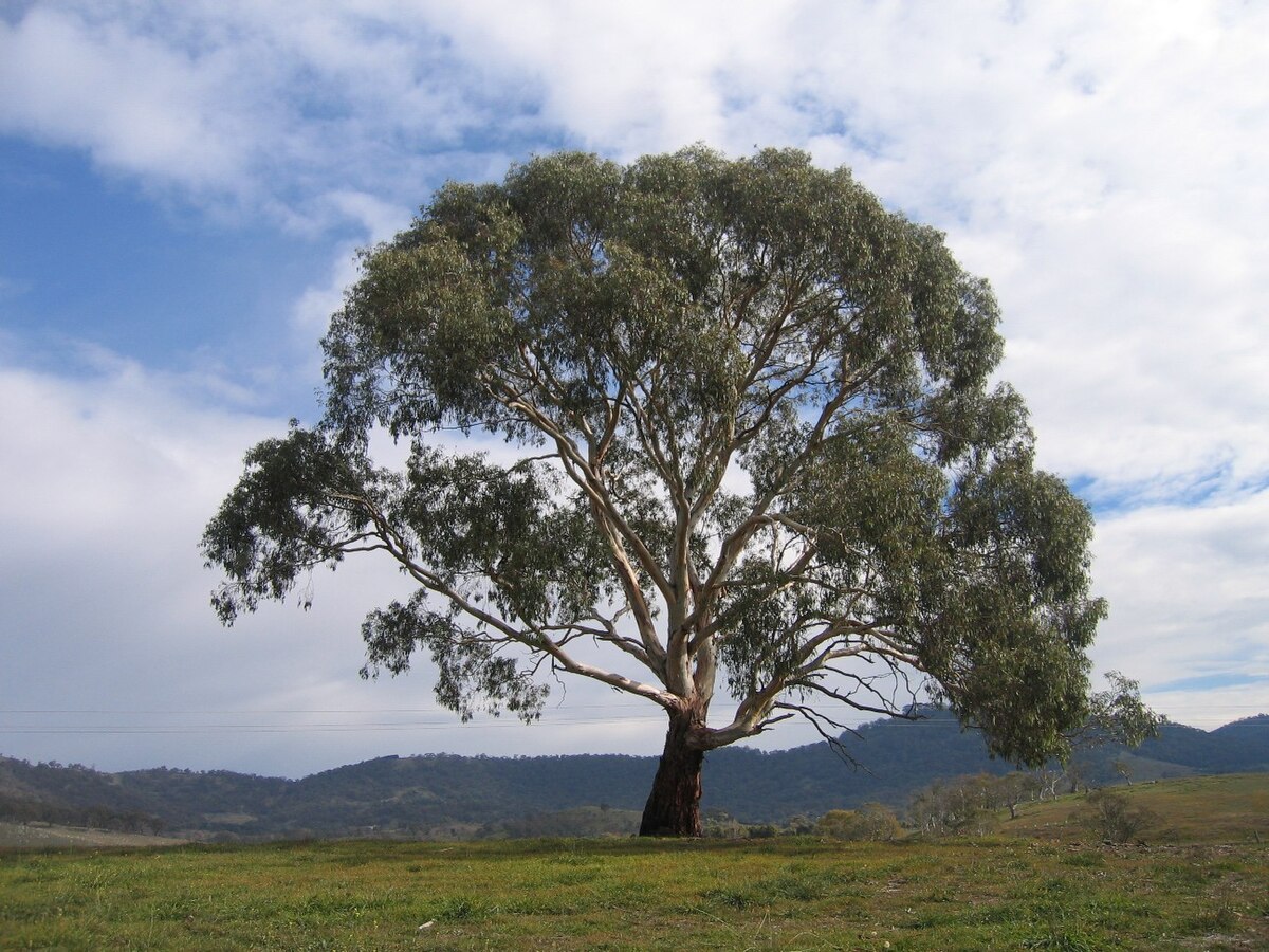 eucalyptus pronunciation