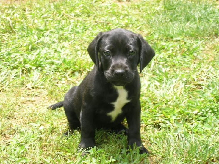 labrador bulldog mix