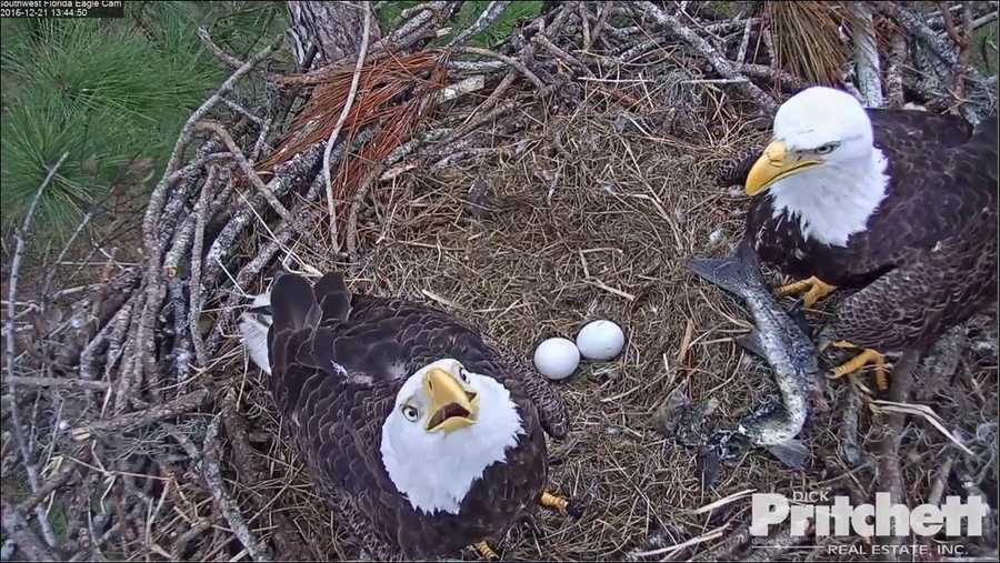 sw eagle cam live