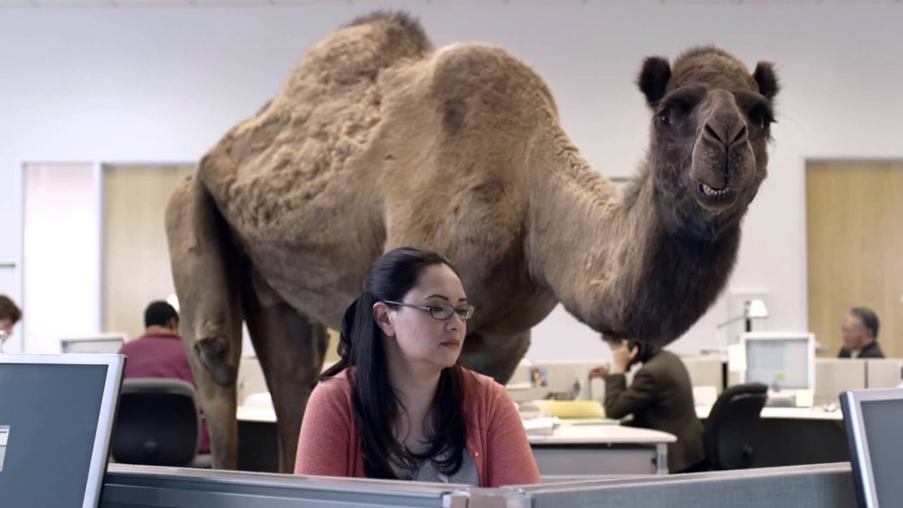 hump day camel meme