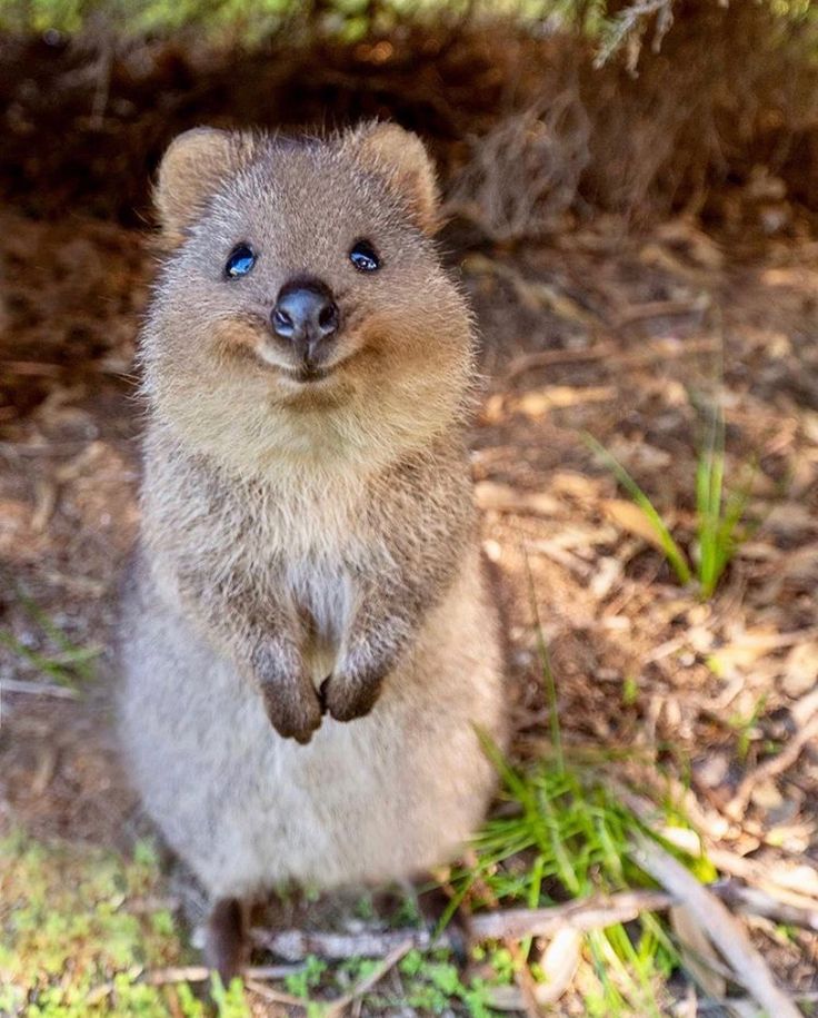 cute quokka