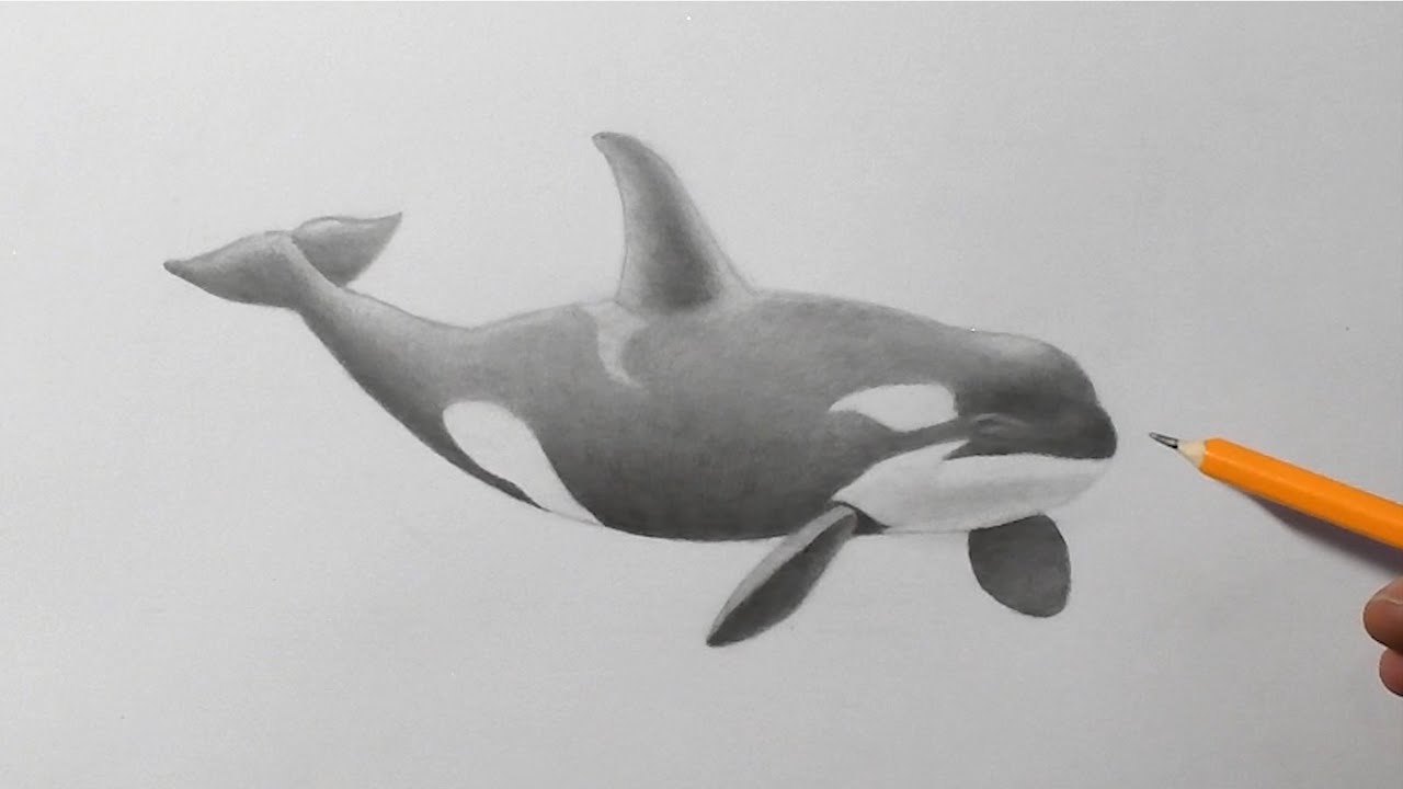 killer whale drawing