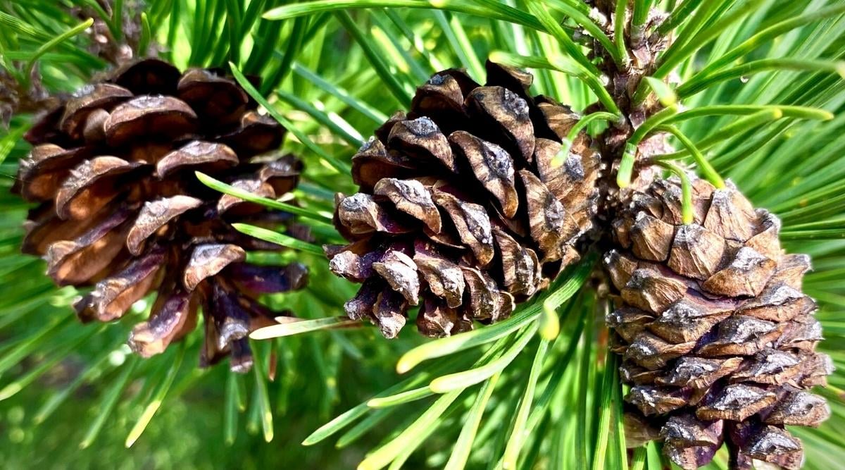 native pine whose name can be doubled