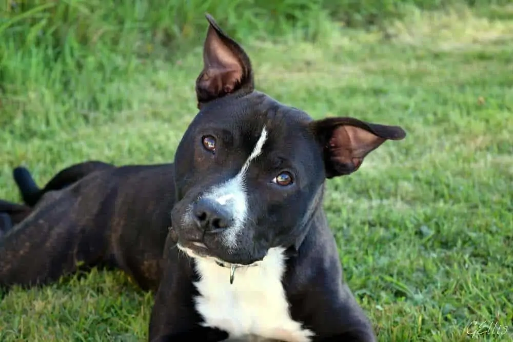 pit terrier mix