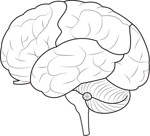 partes del cerebro para colorear