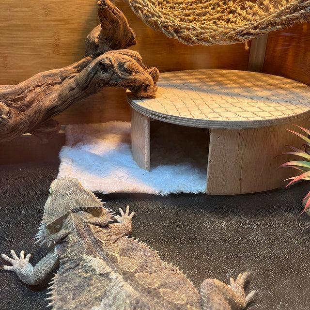 bearded dragon hide