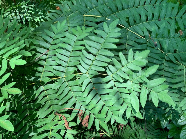 royal fern