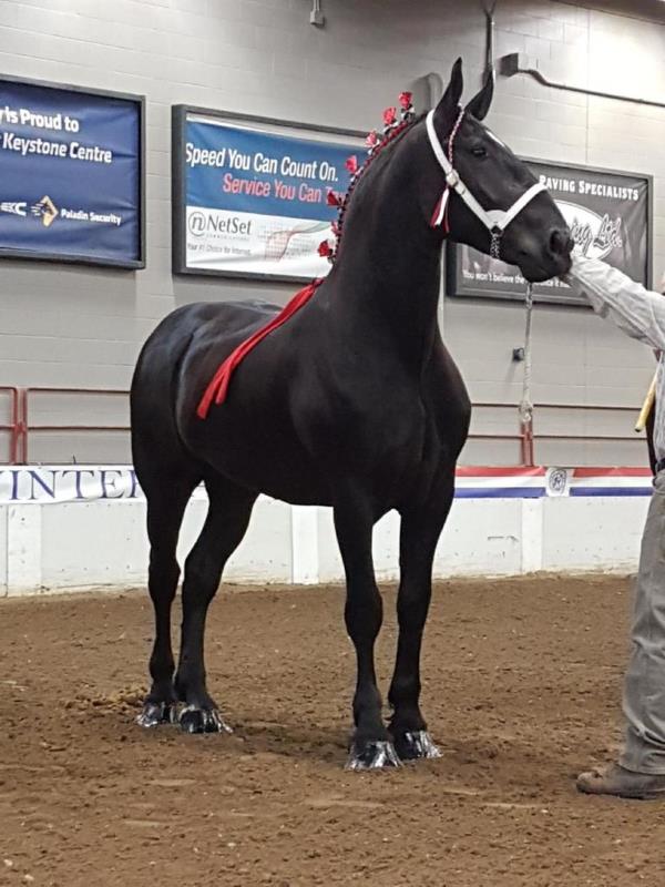 percheron draft horses for sale