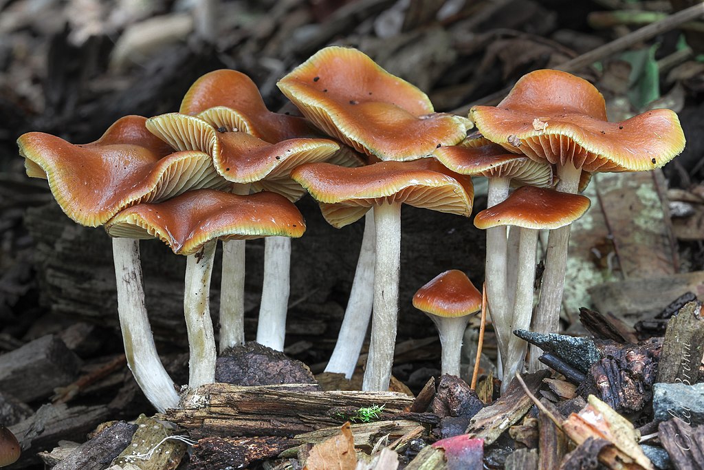 strongest psychedelic mushrooms