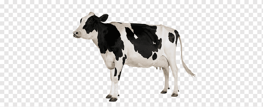 cow png